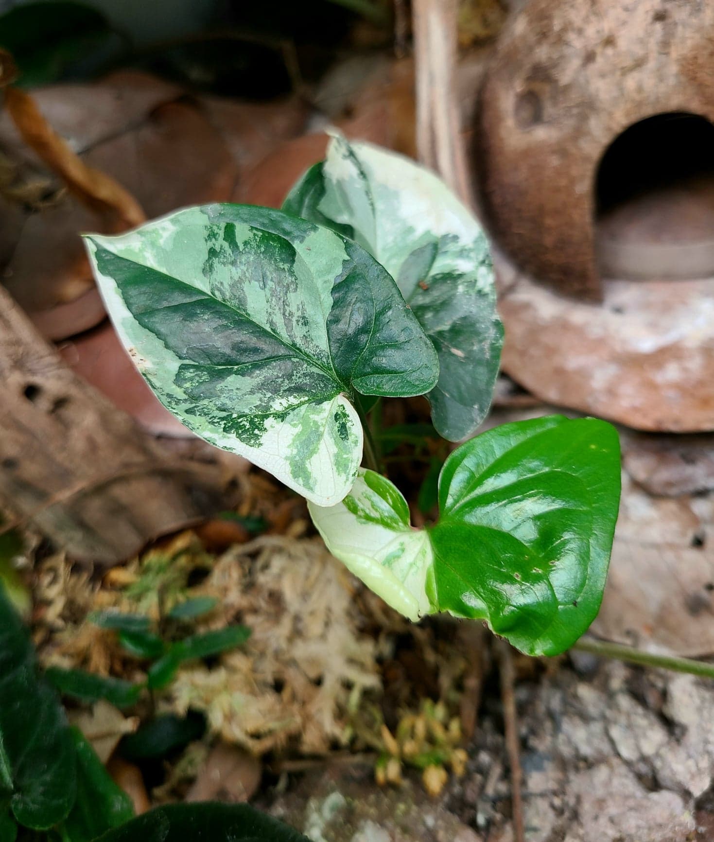 Syngonium podophyllum "Albo-variegata" - Image 2