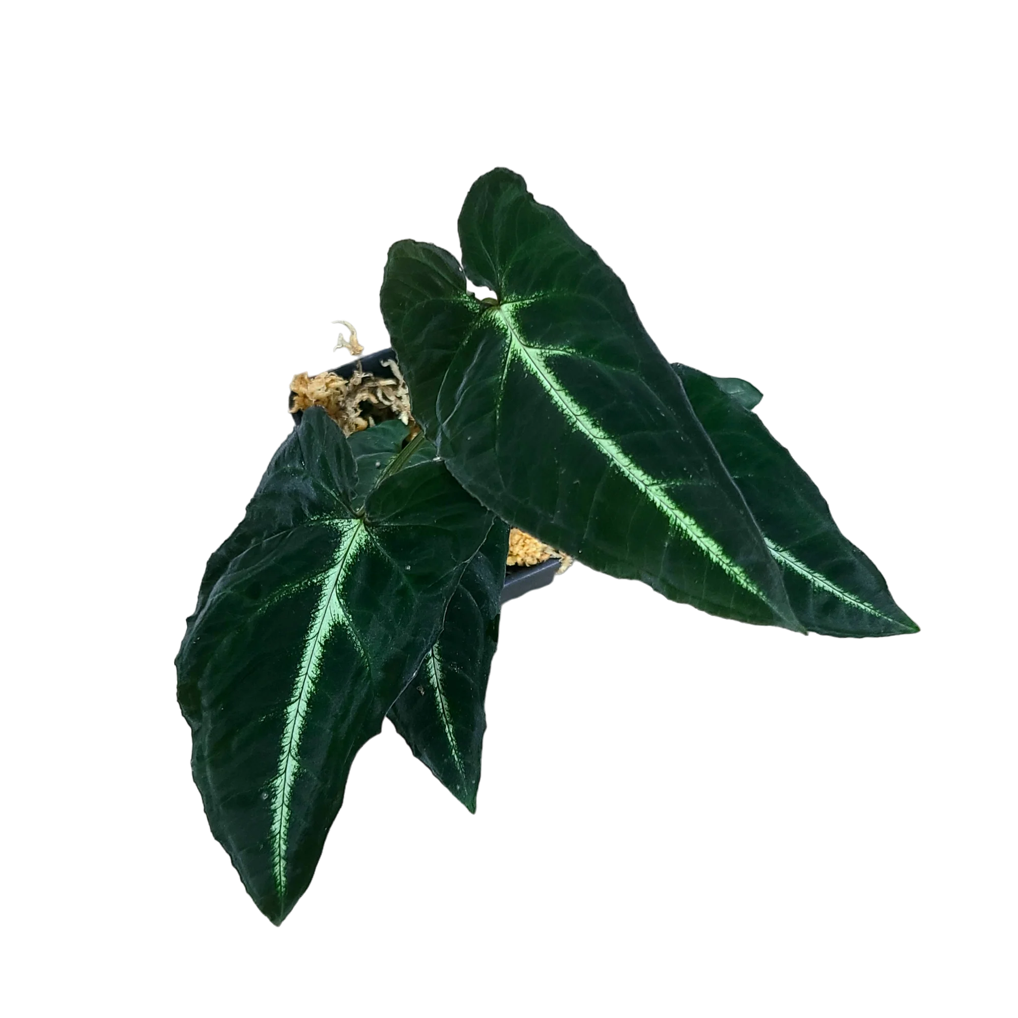 Syngonium rayii