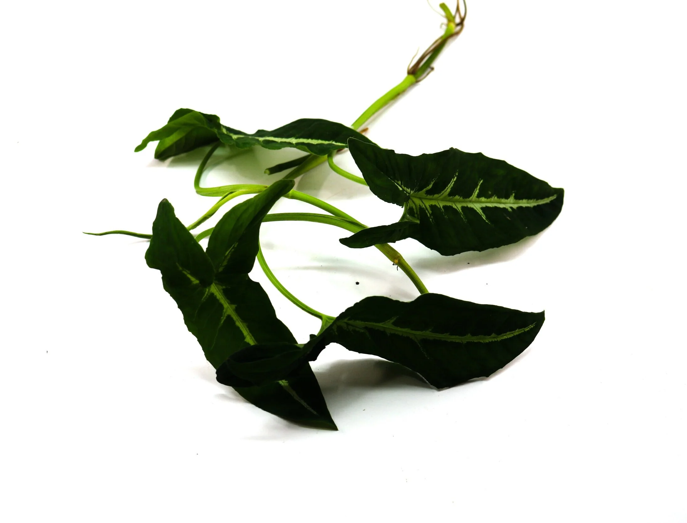 Syngonium wendlandii