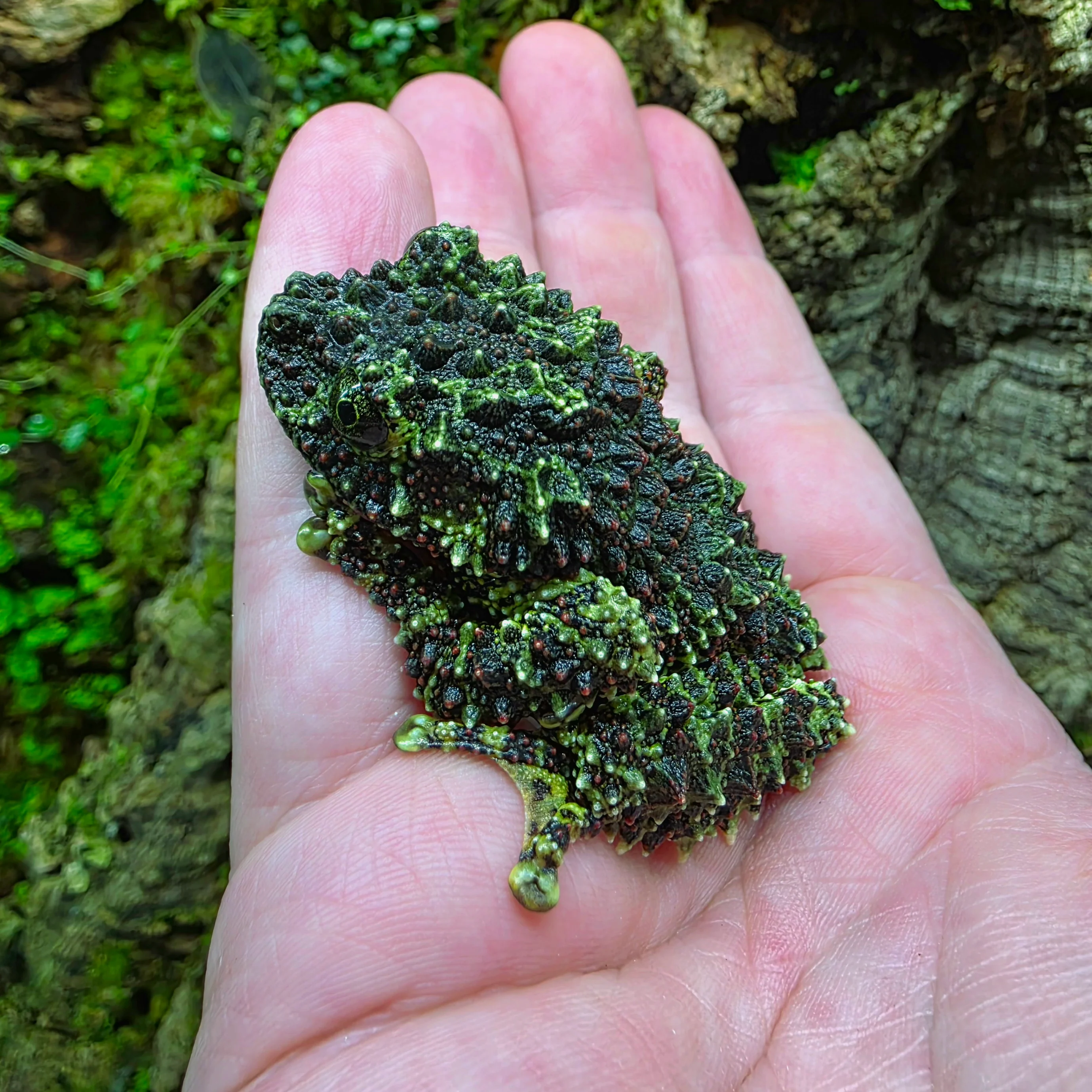 Theloderma corticale - Vietnamese Mossy Frog - Image 3