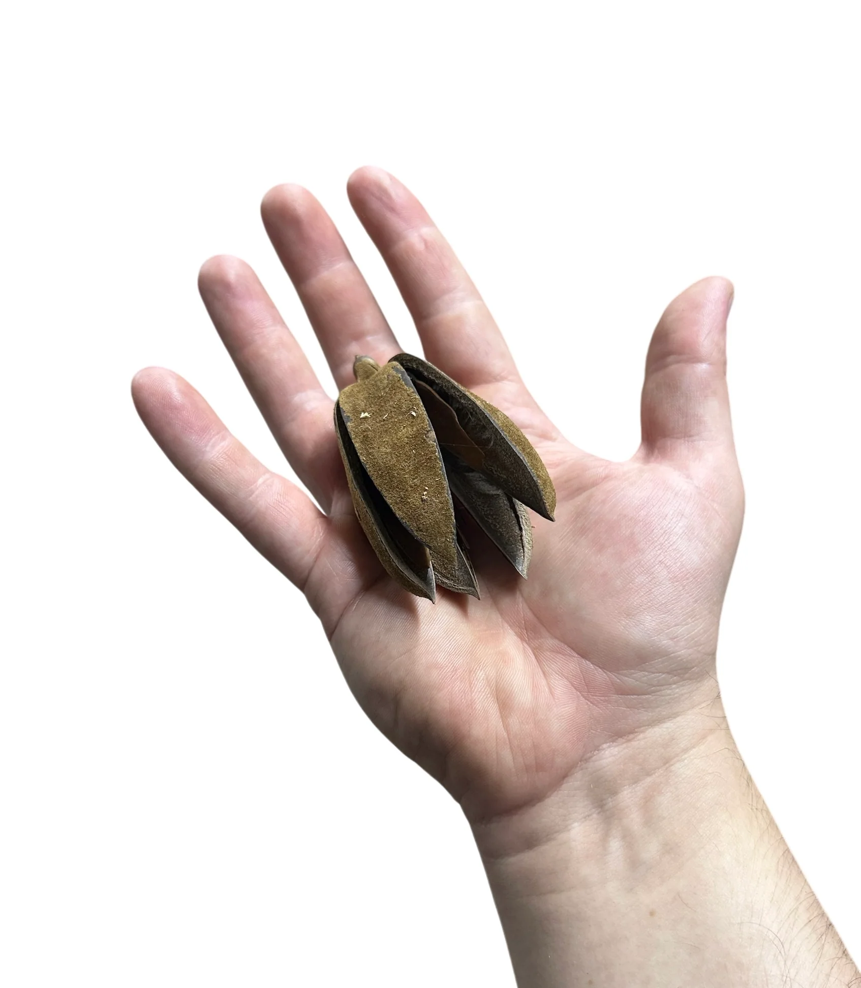 Thuja Pods - Image 2