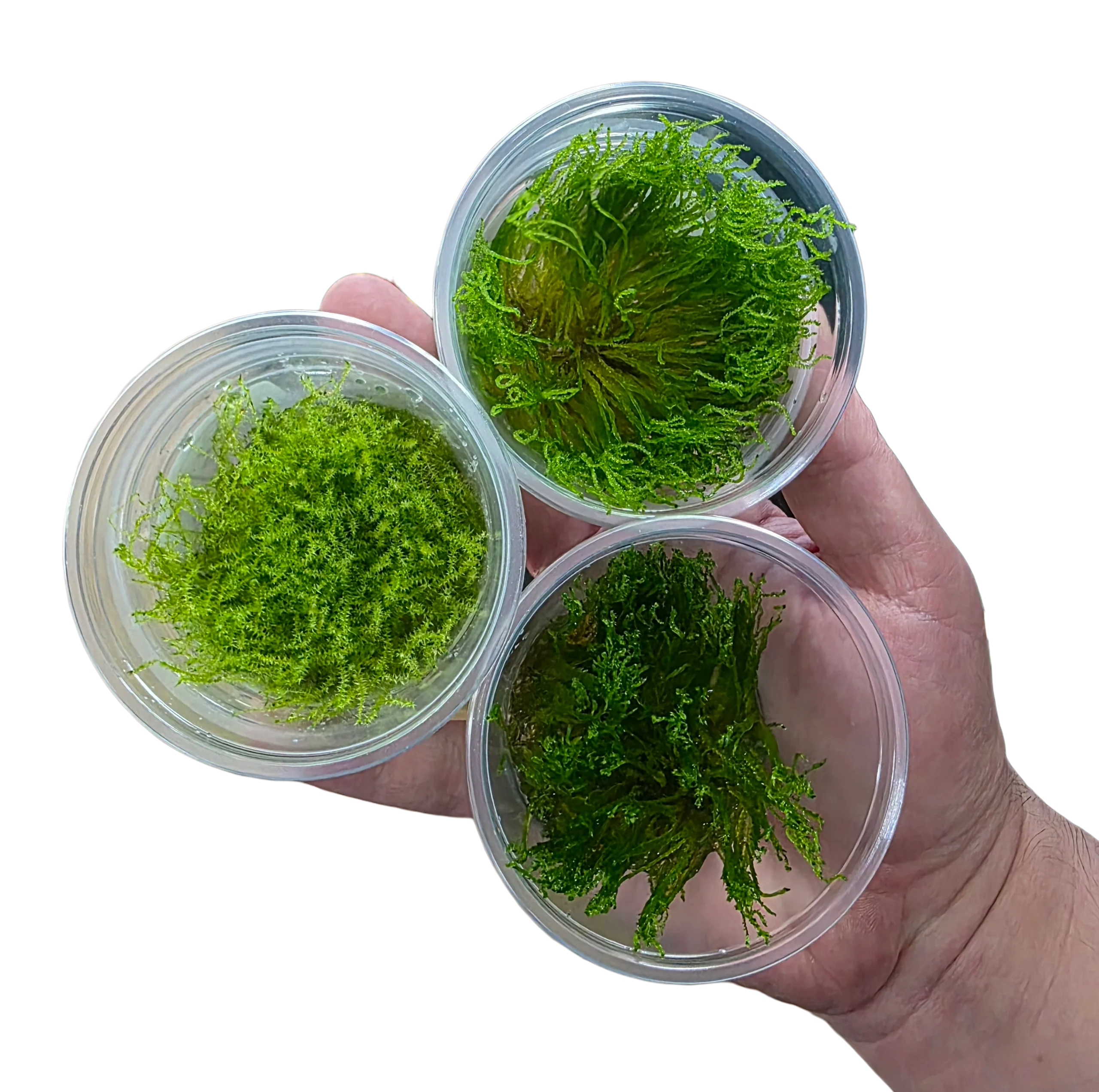 Tissue Cultured Moss - Grower's Choice Multipack