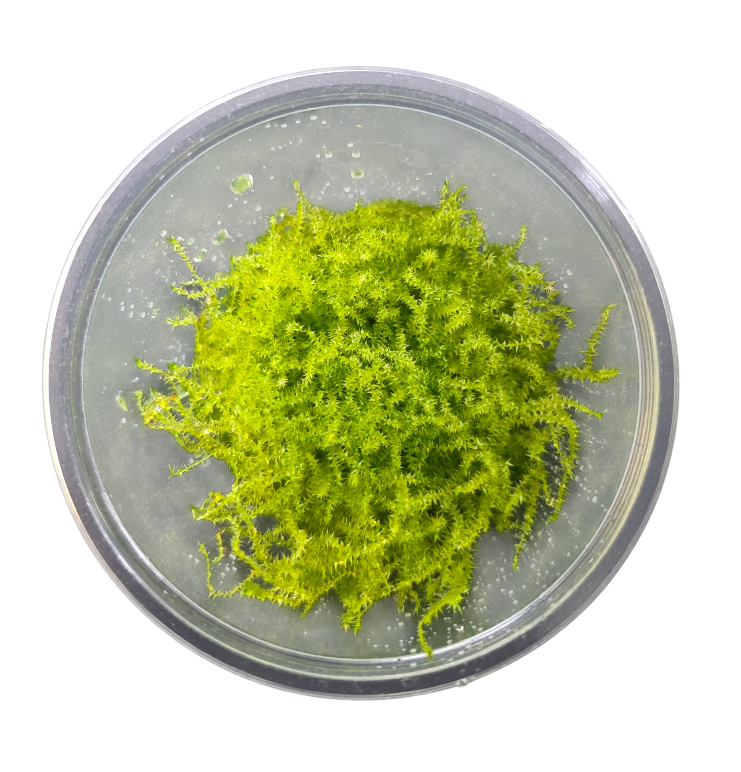 Tissue Cultured Moss - Leptodictyum riparium