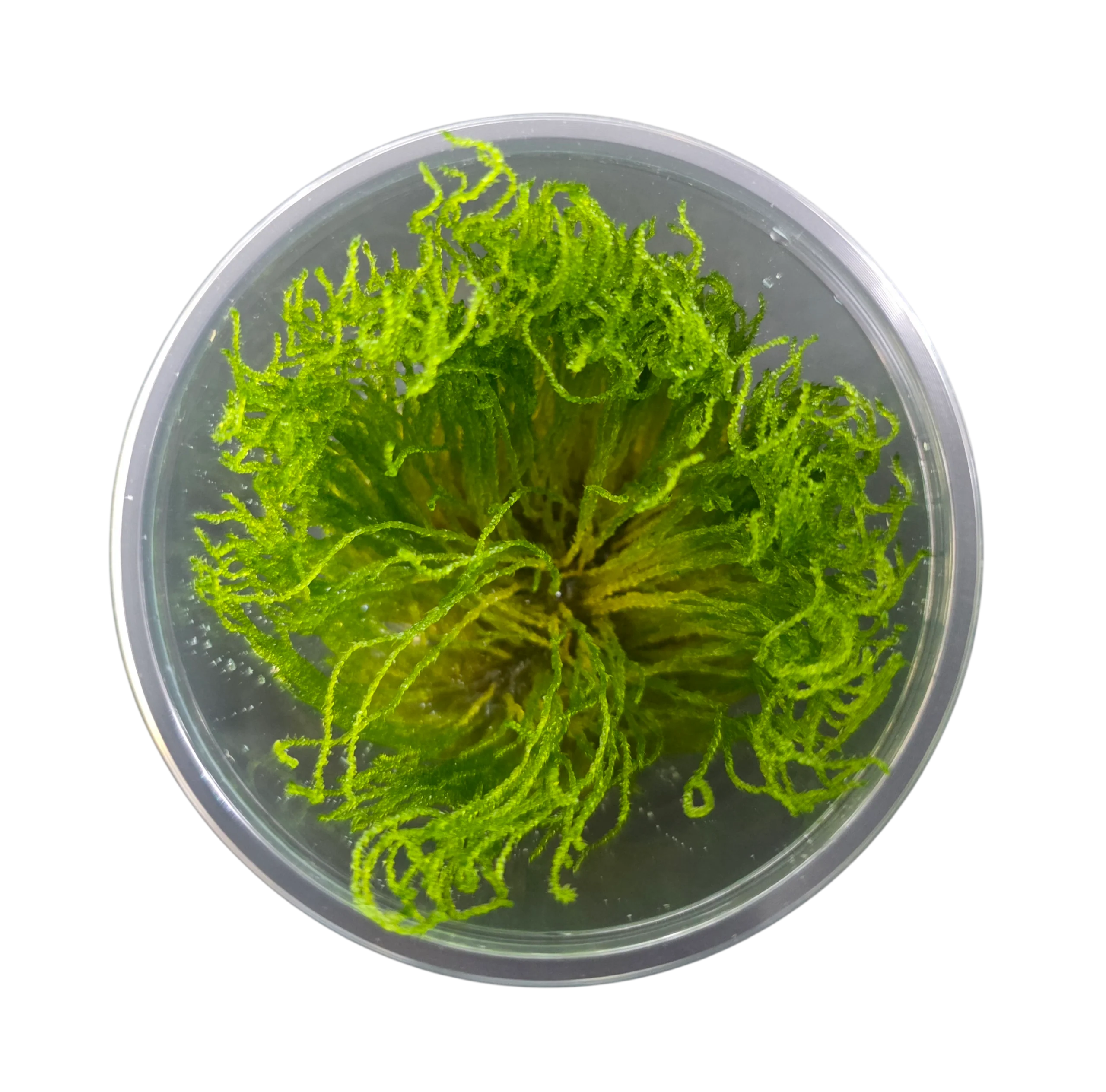 Tissue Cultured Moss - Taxiphyllum 'Flame'