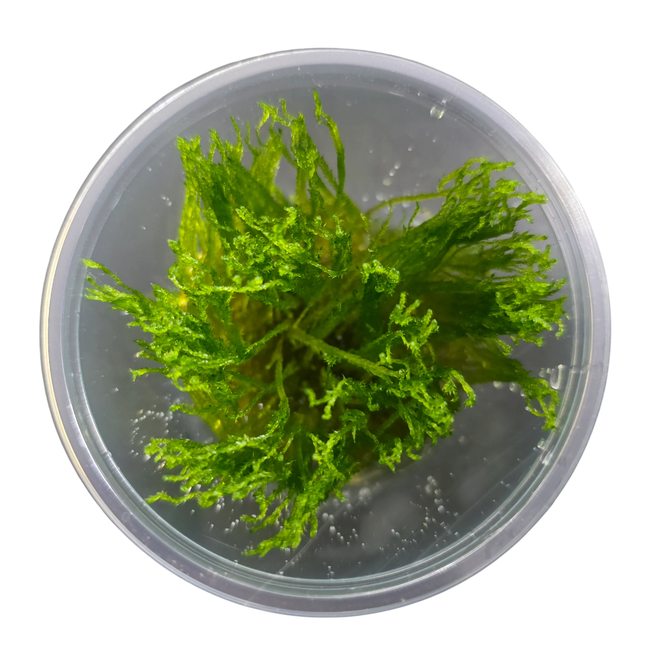 Tissue Cultured Moss - Taxiphyllum 'Spiky'