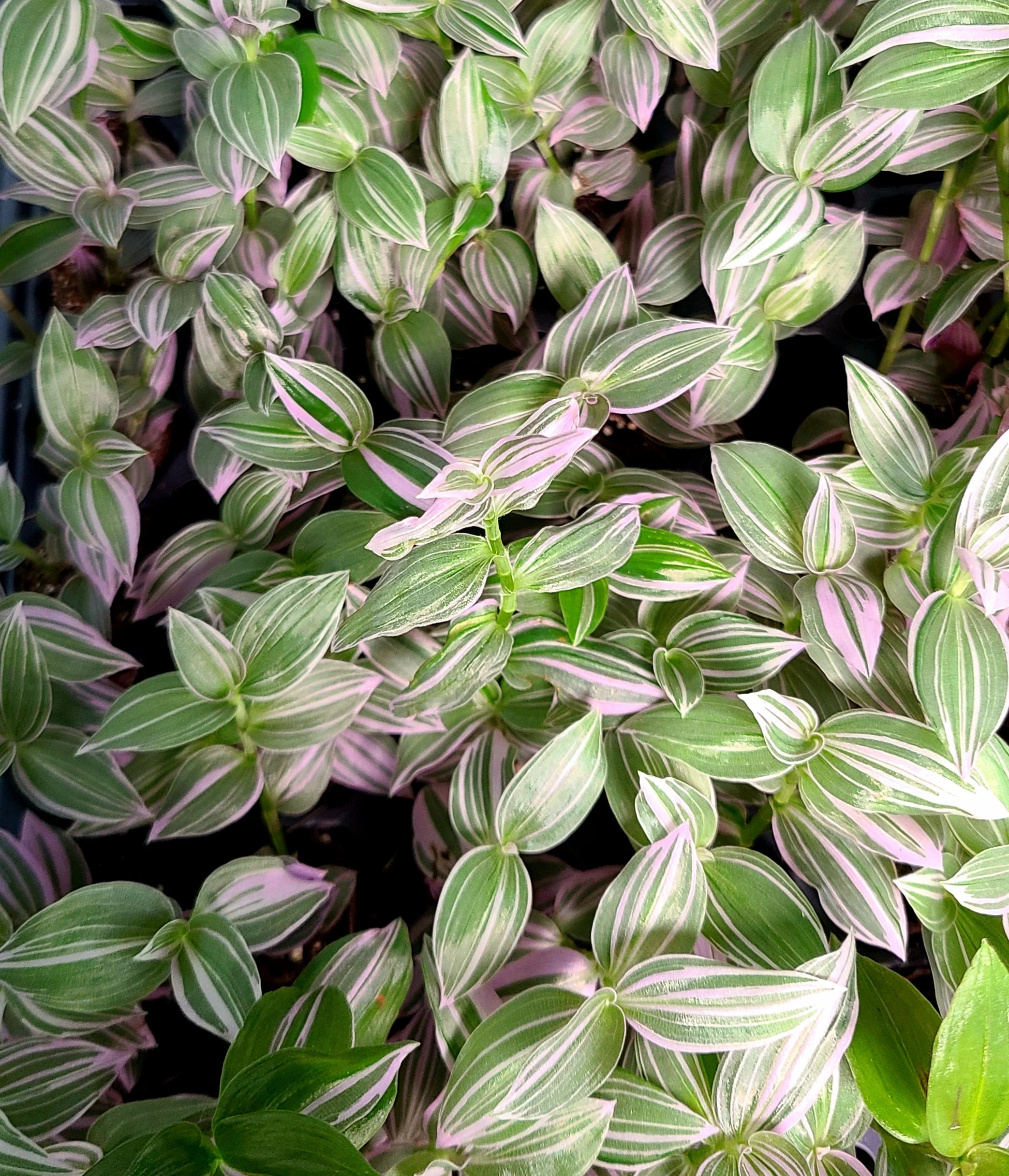 Tradescantia fluminensis "Lavender" - Image 2