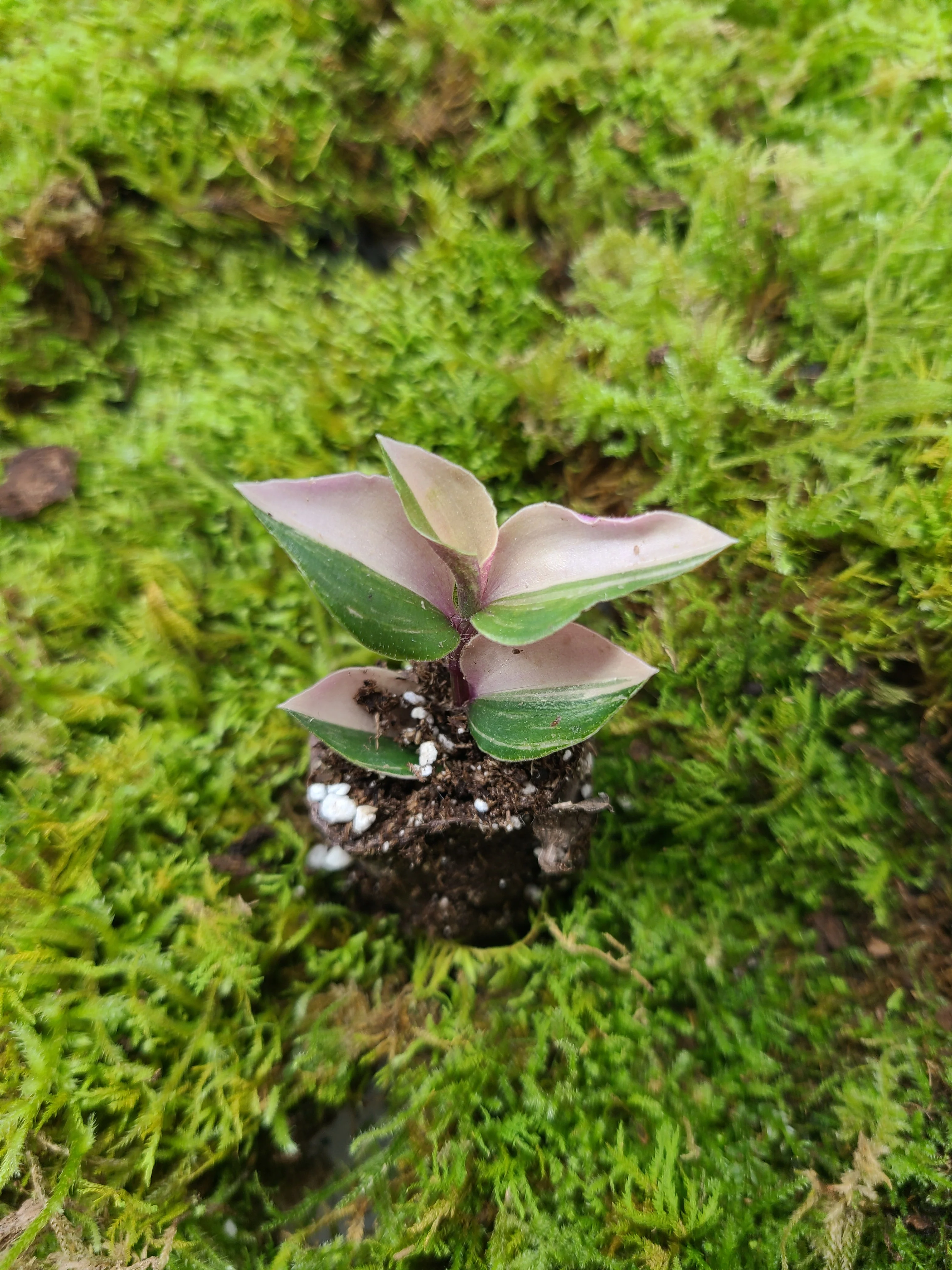 Tradescantia mundula Laekenensis "Rainbow - Tricolor"