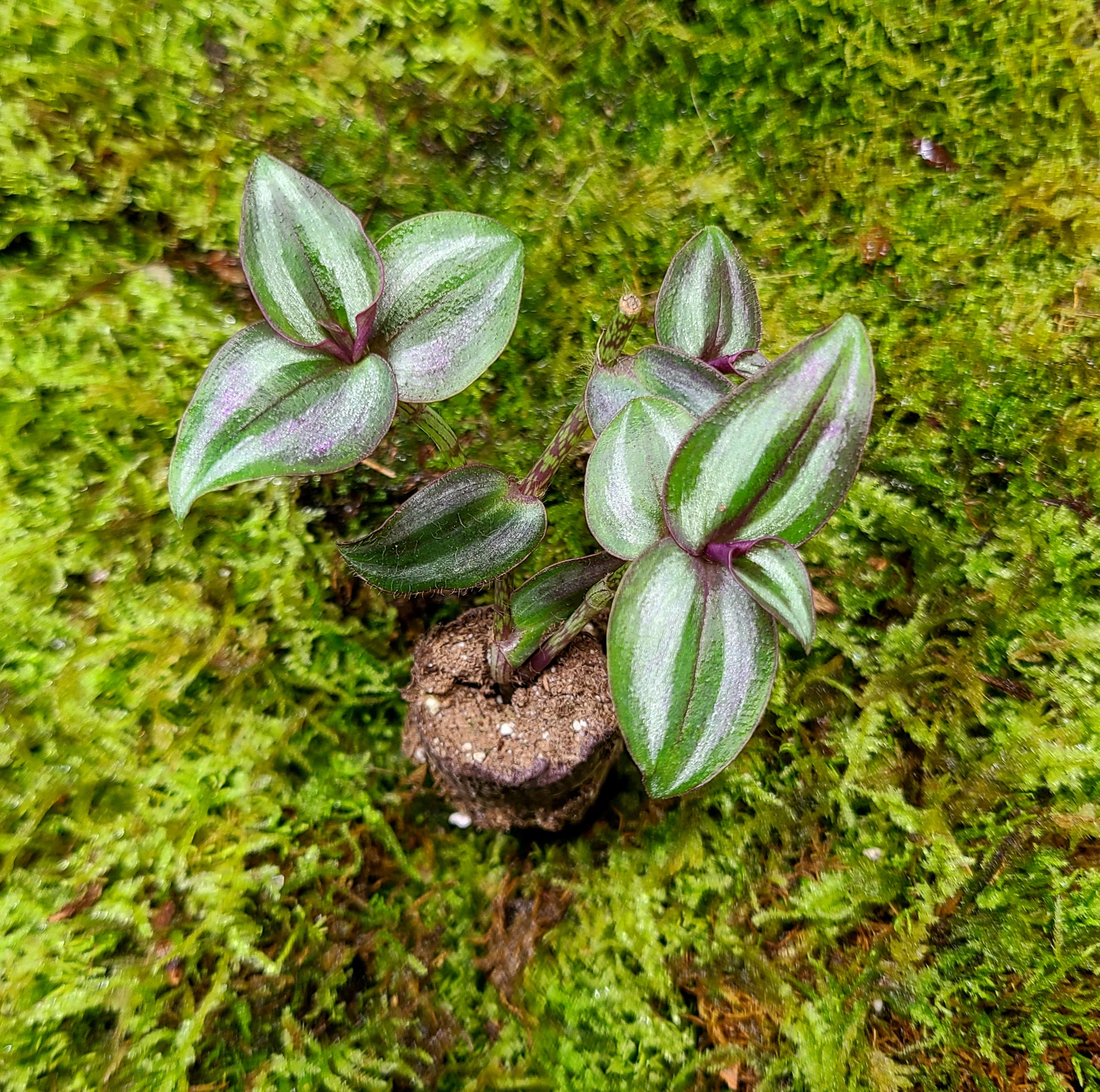 Tradescantia zebrina "Burgandy" - Image 2