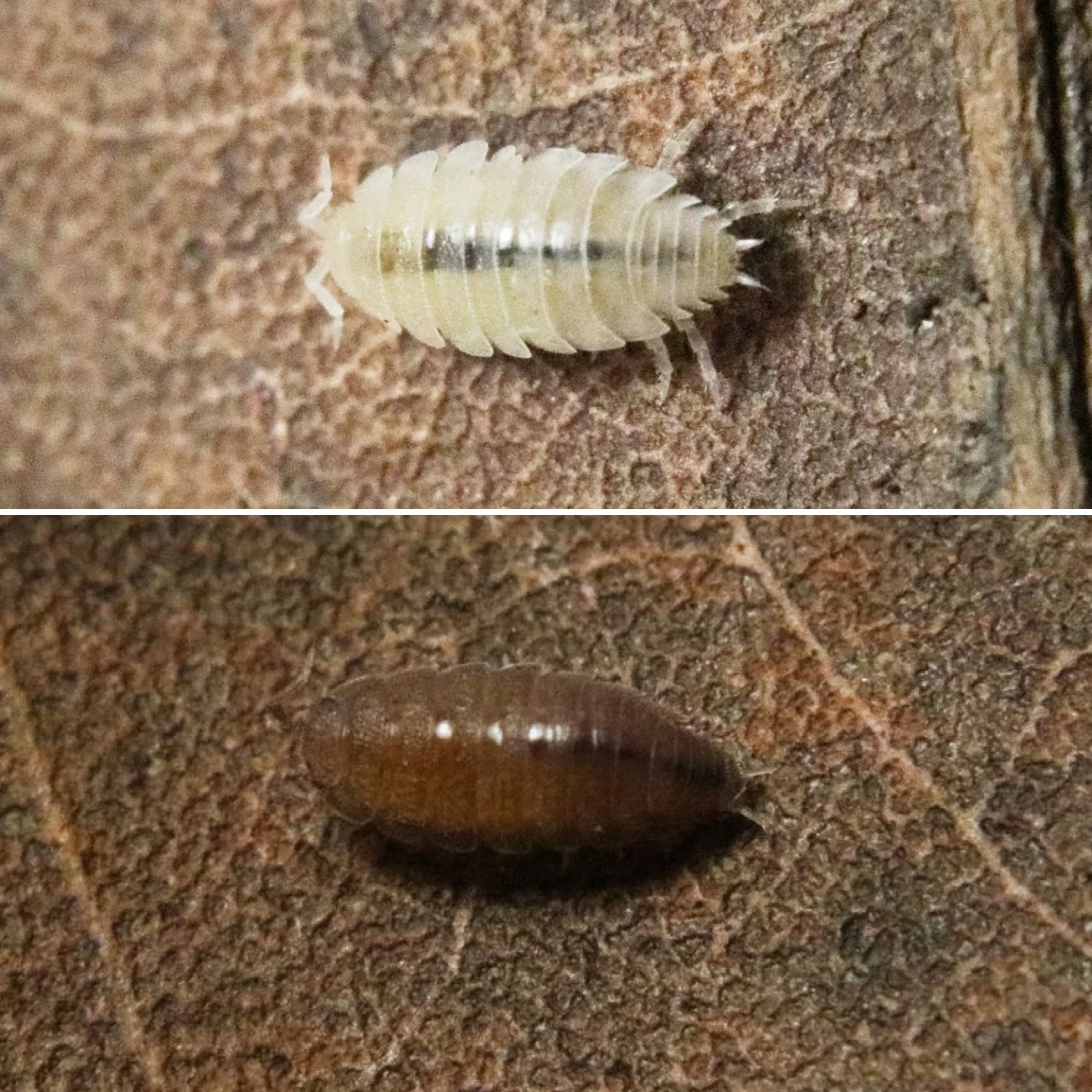 Trichoniscidae Mix (Dwarf White + Dwarf Purple)