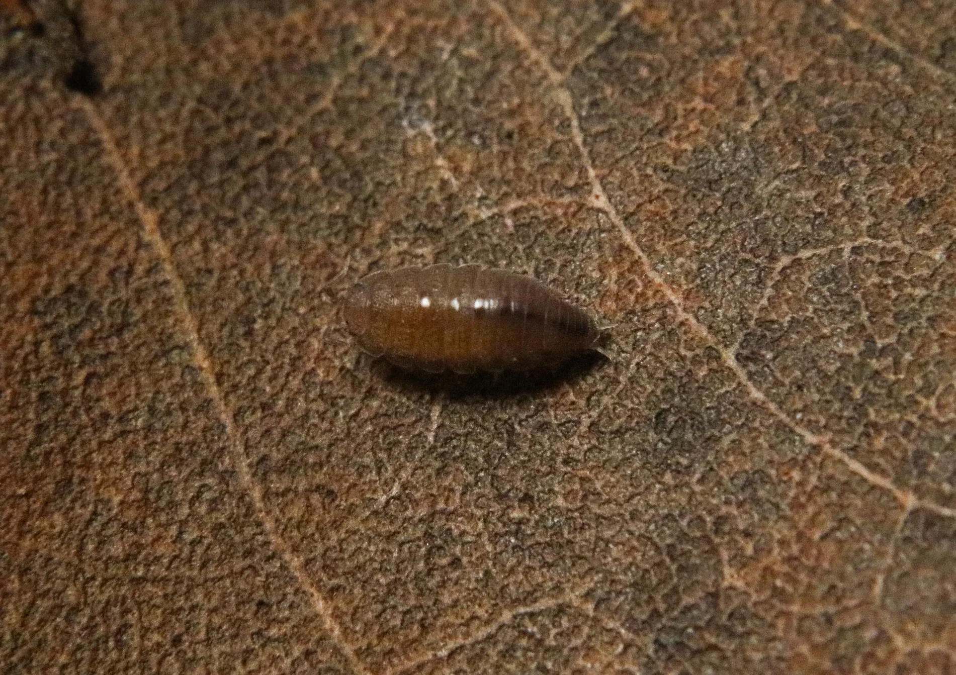 Trichoniscidae sp. "Costa Rican Purple"