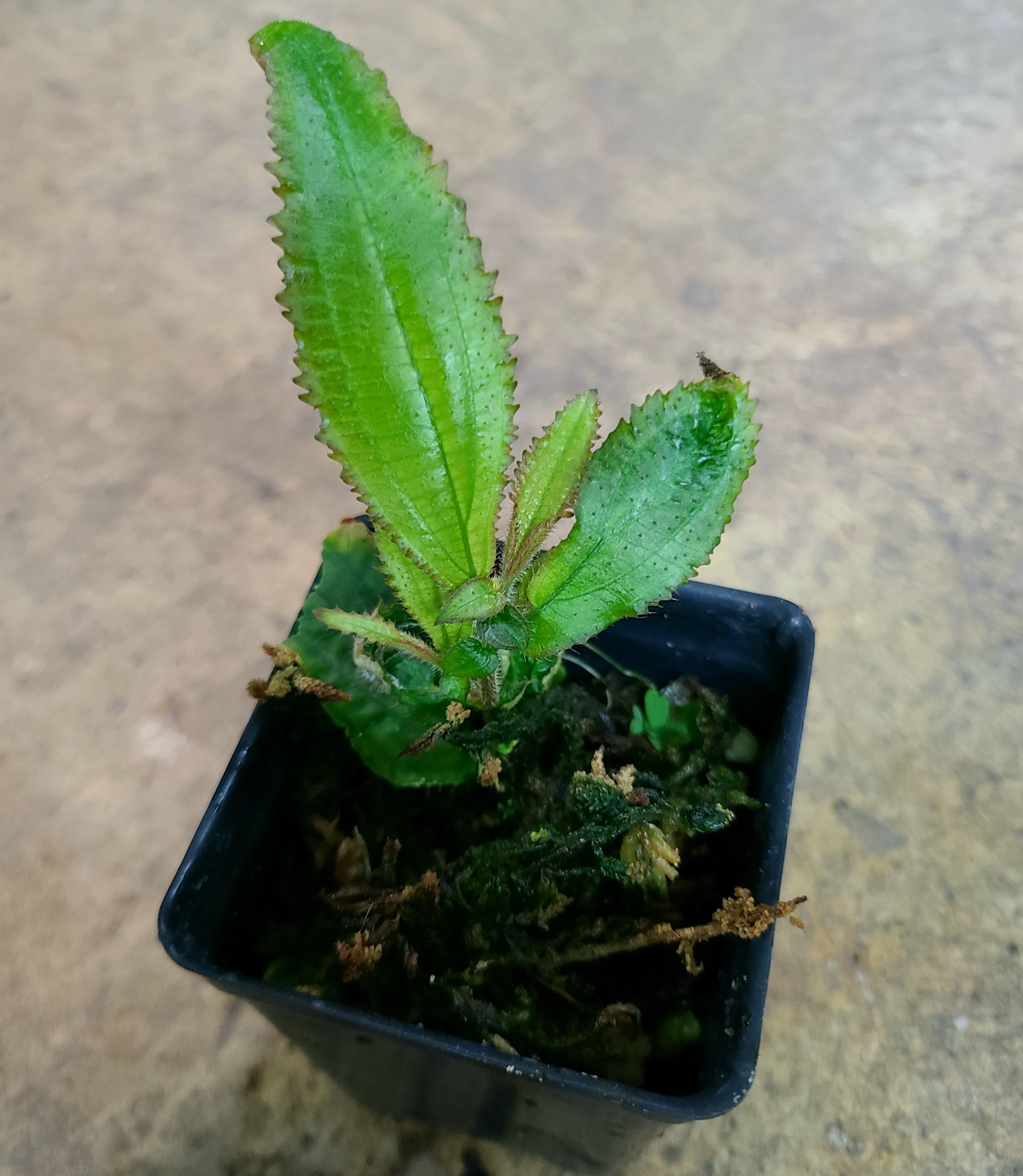 Triolena obliqua - Image 3