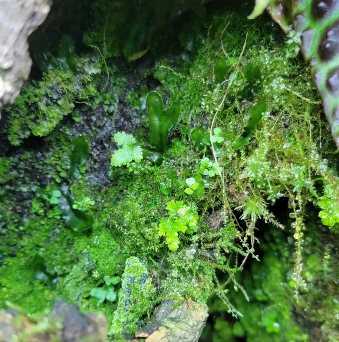 WHOLESALE - BryoBlend Premium Wet Moss Mix - Image 4