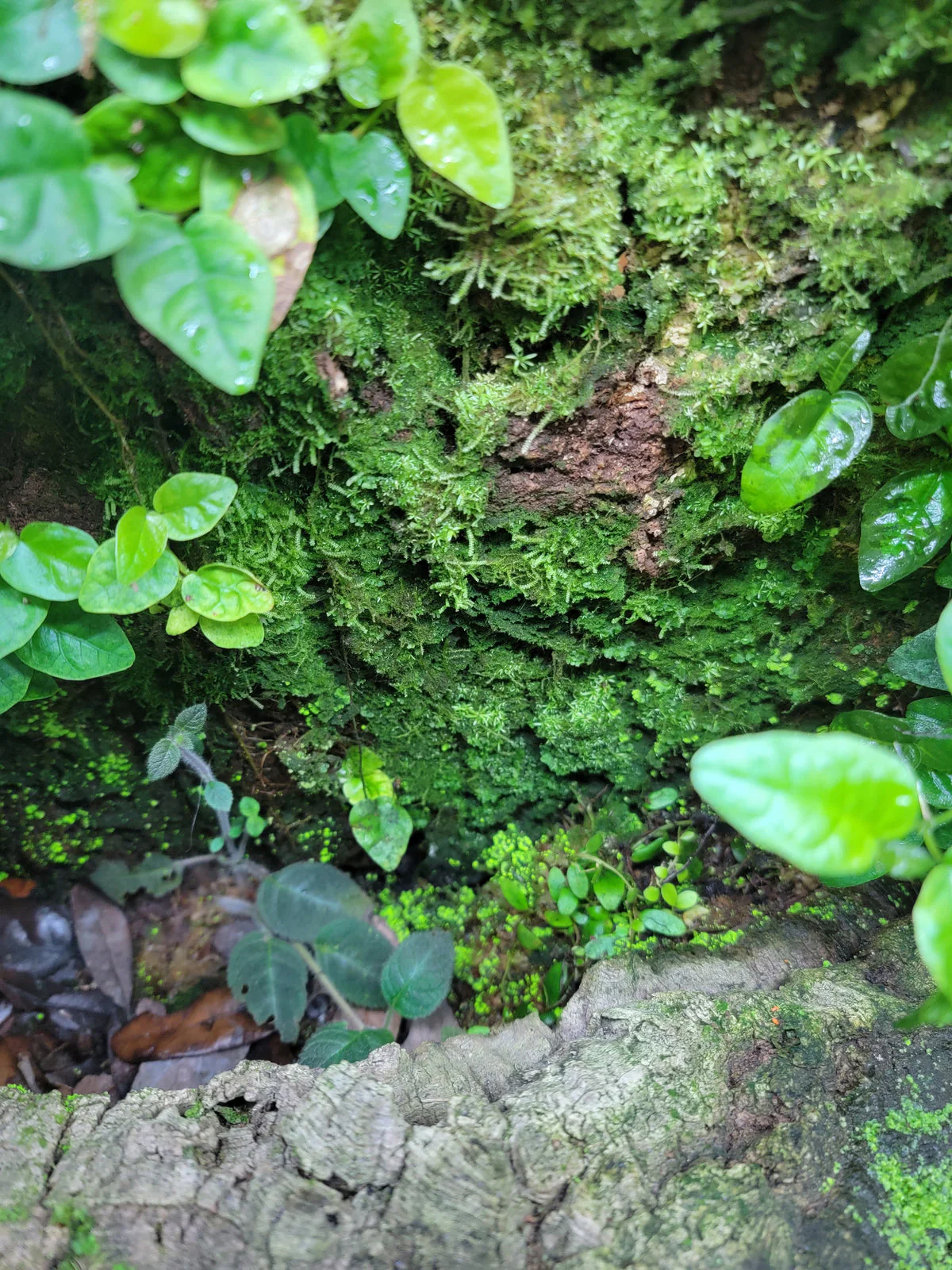 WHOLESALE - BryoBlend Premium Wet Moss Mix - Image 5