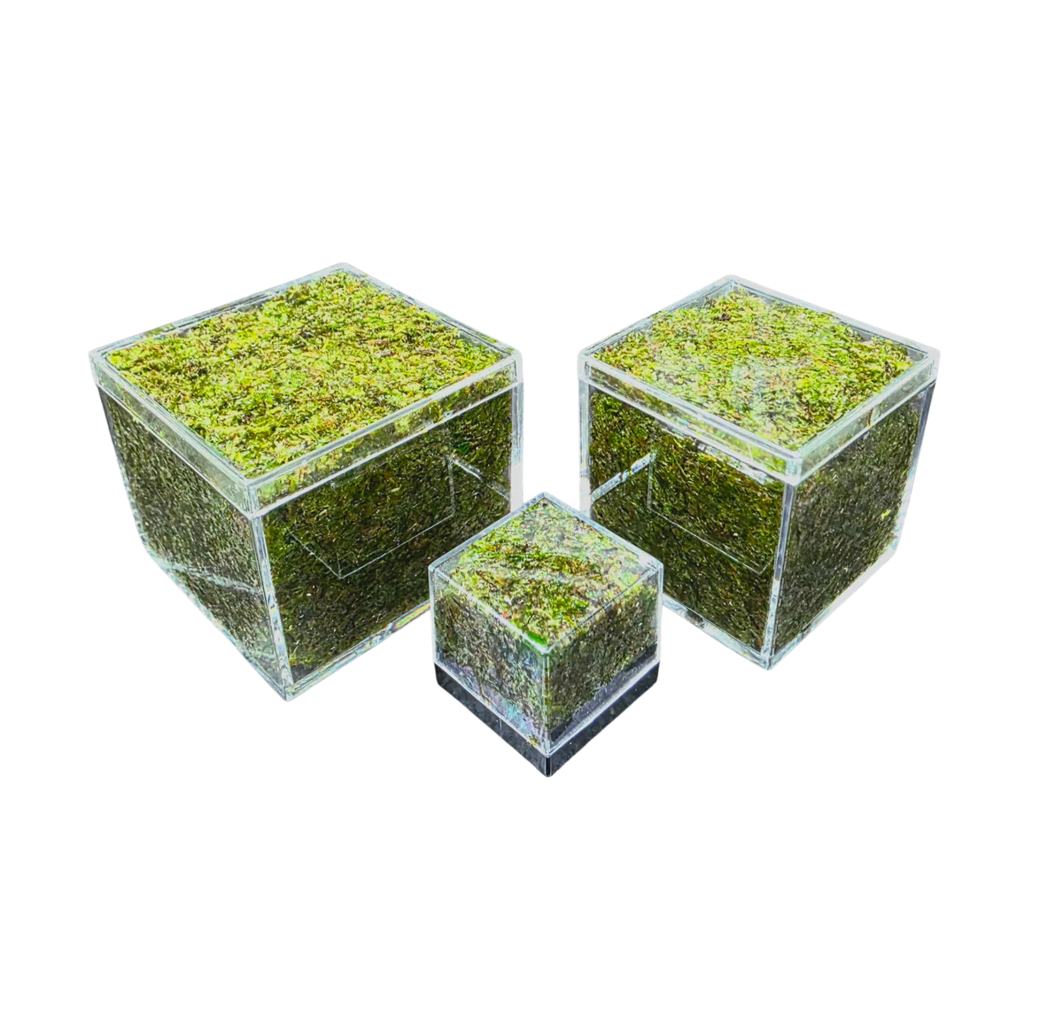 WHOLESALE - BryoBrick Premium Compressed Moss Mix