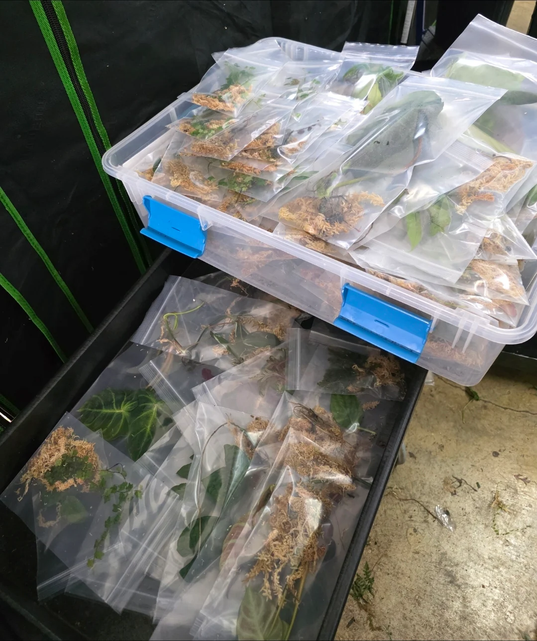 WHOLESALE - Bulk Plant Cuttings - Image 3